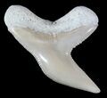 Fossil Tiger Shark Tooth - Lee Creek (Aurora), NC #47663-1